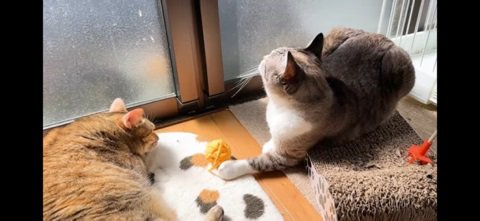 手にボールをキープ