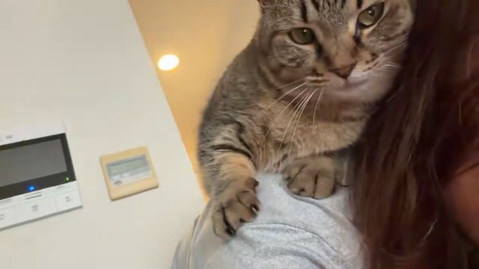 人の頭に顔を寄せる猫