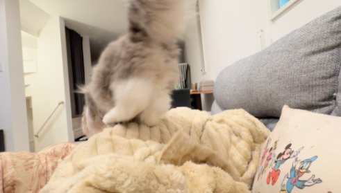 ソファから飛び降りようとする猫