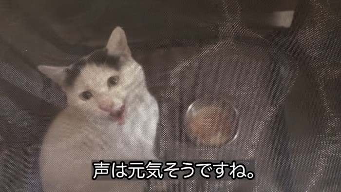 ソフトケージの中で鳴く猫