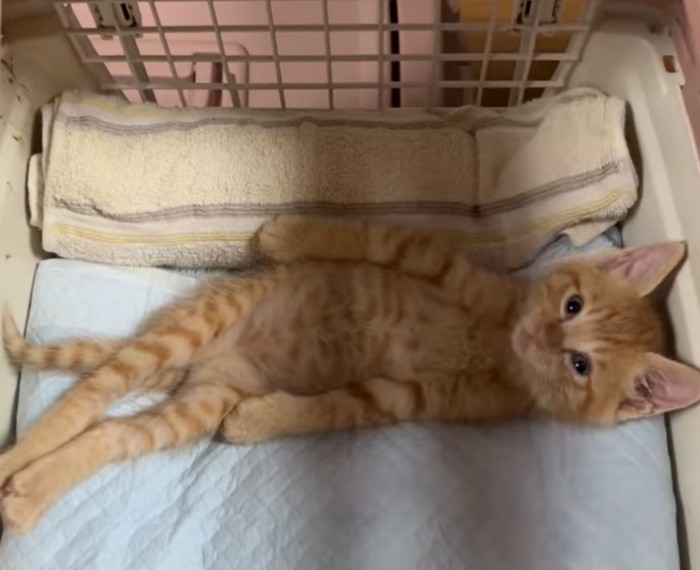 仰向けになる子猫