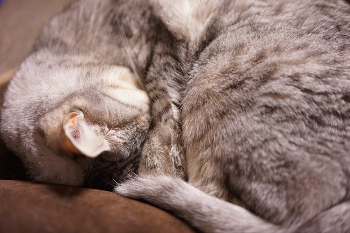 アンモニャイト