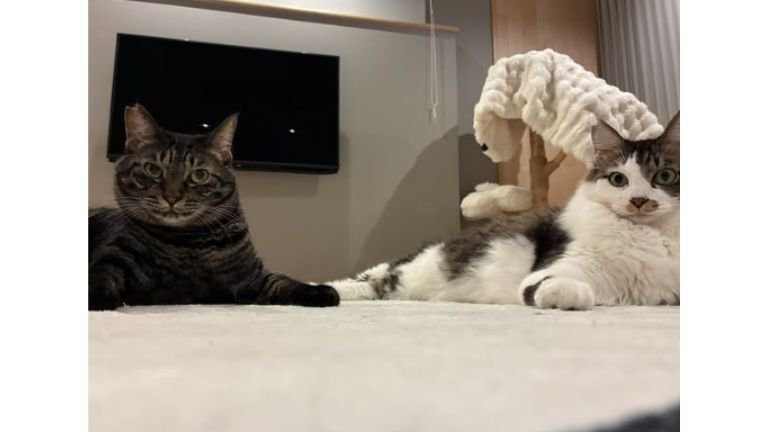 室内にいる猫