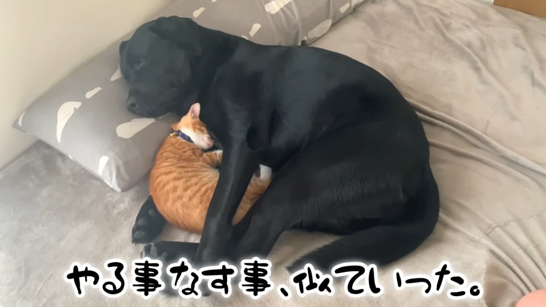 ラブラドールと一緒に丸くなって眠る茶トラ猫