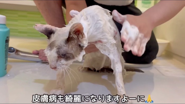 シャンプーをされている間、静かにしている汚れた猫