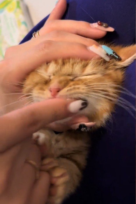 指で歯磨きされる子猫