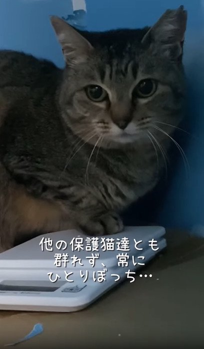 寂しそうな猫