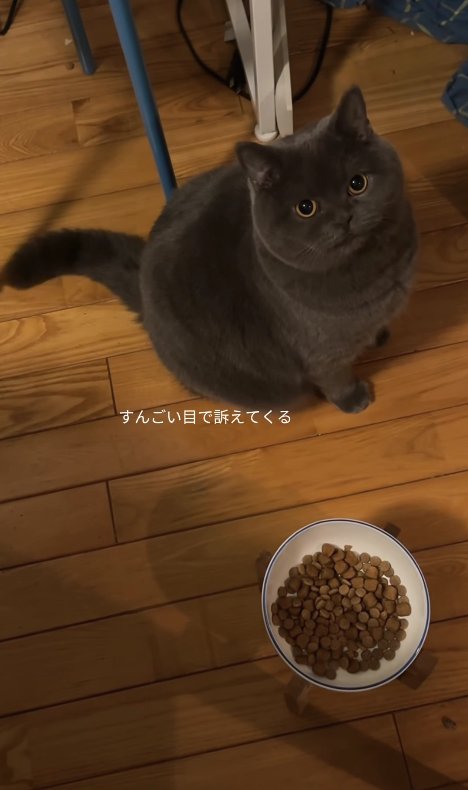ご飯のお皿の近くでお座りをしている猫「すんごい目で訴えてくる」