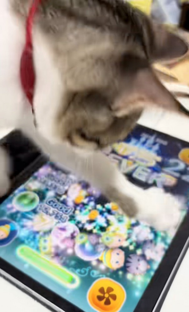 ツムを消去する猫