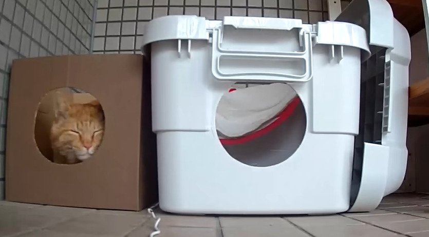 箱に入った猫