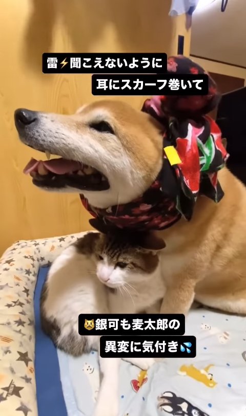 頭にスカーフを巻いた柴犬に寄り添うサバ白