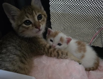 寄り添う2匹の子猫2
