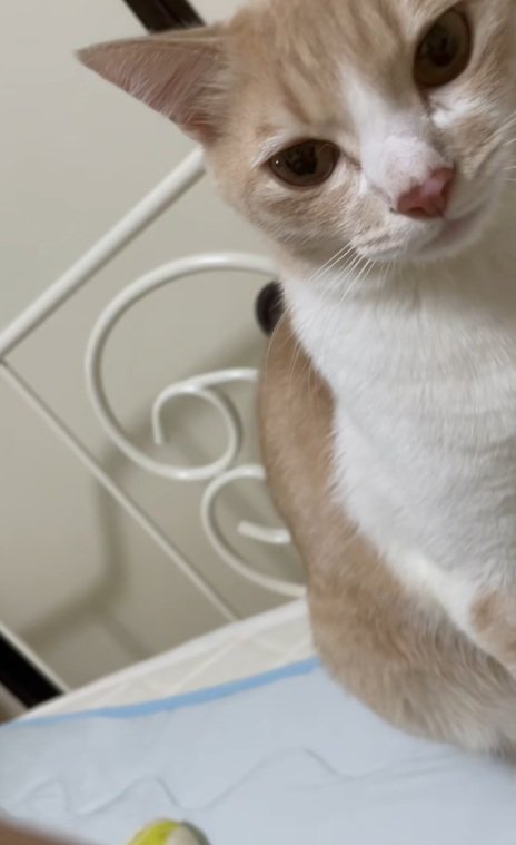 輪ゴムを口から放して正面を向いている猫