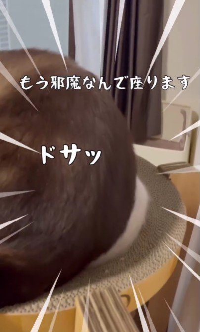 子猫の上に乗っている大人の猫