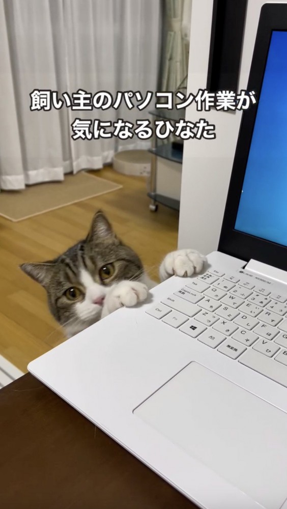 パソコン作業をする飼い主をみる猫