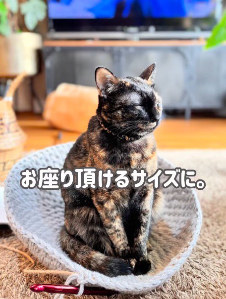 編み終わった部分に座るサビ猫