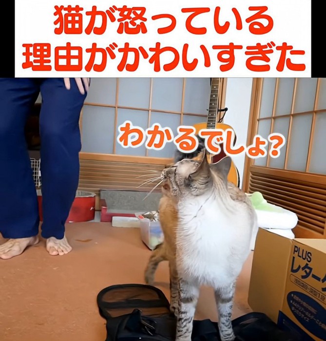 振り向いて鳴く猫