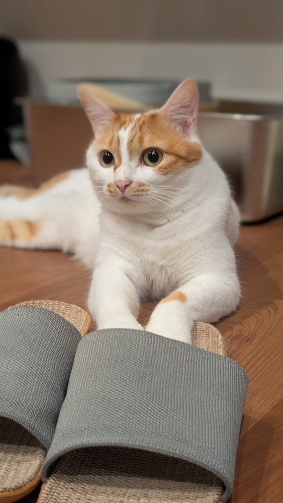 スリッパに寄り添う猫2