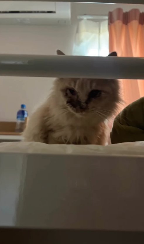 ベッドの上にいる顔が汚れた猫