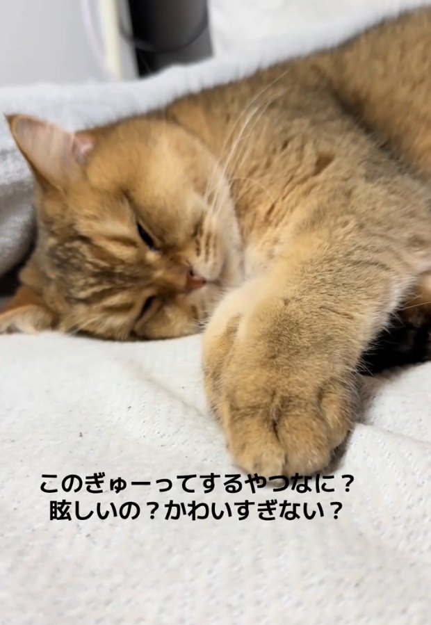 眠っているがんもどきくん