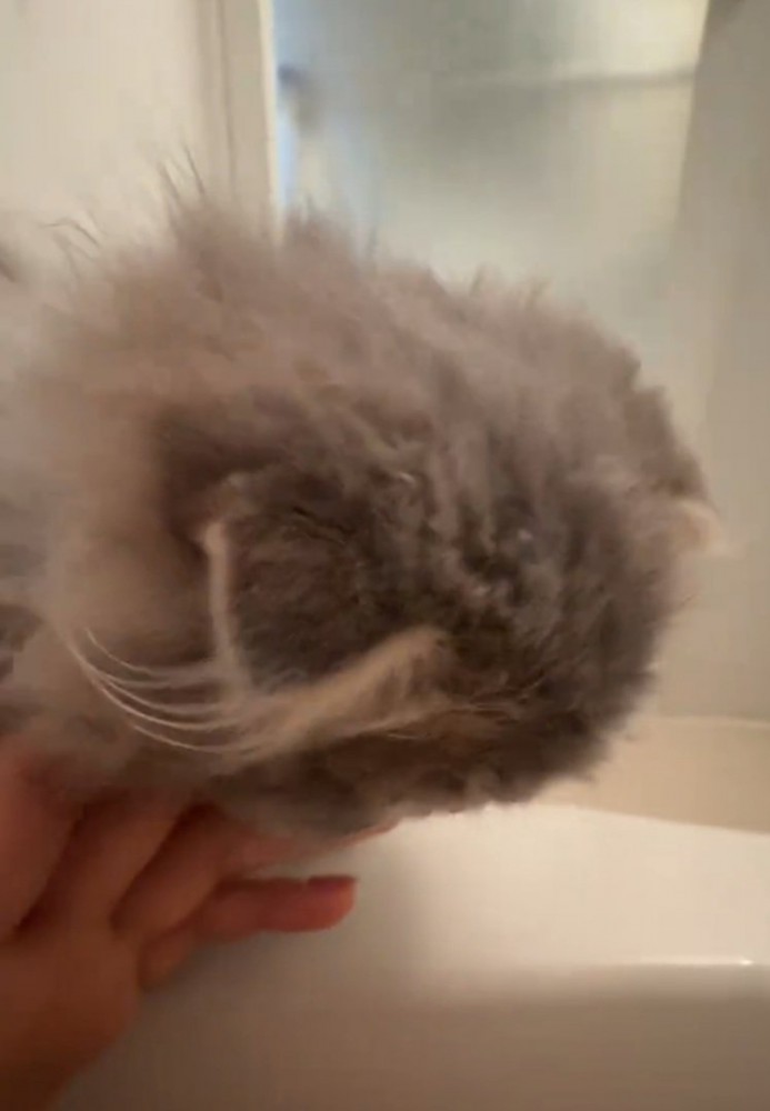 離れようとしない猫