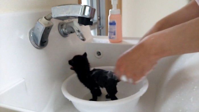 洗面器の中でパパにシャンプーされる子猫