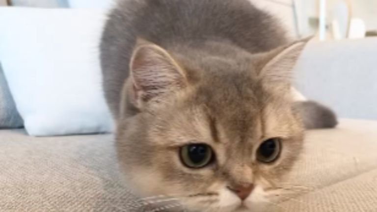 おもちゃを狙う猫