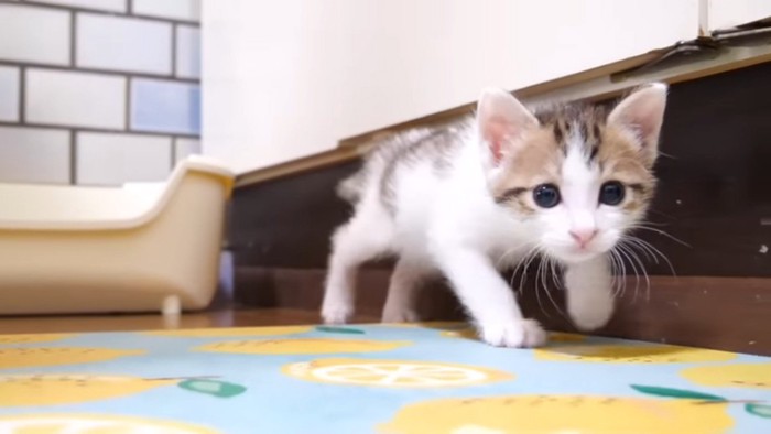 歩いてくるハートくん