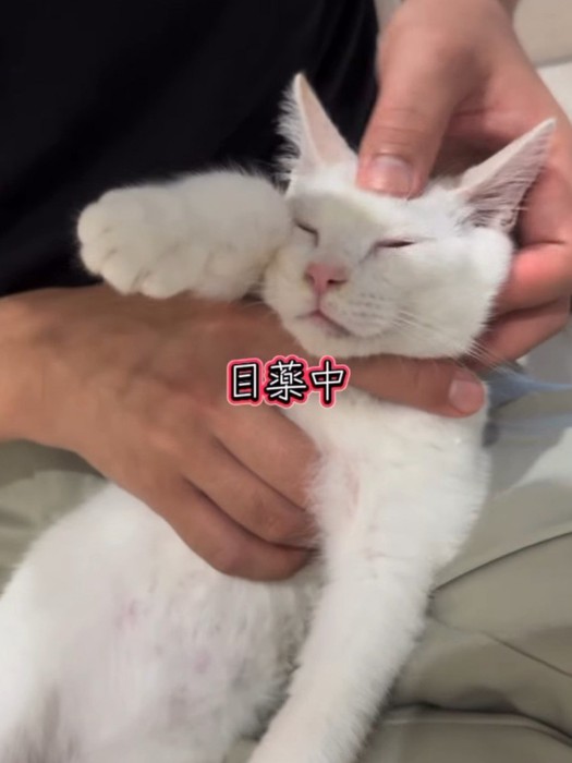 頭をおさえられる子猫