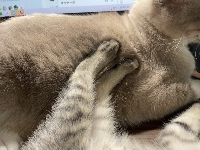 たぬくんを葦毛にするしま子ちゃん