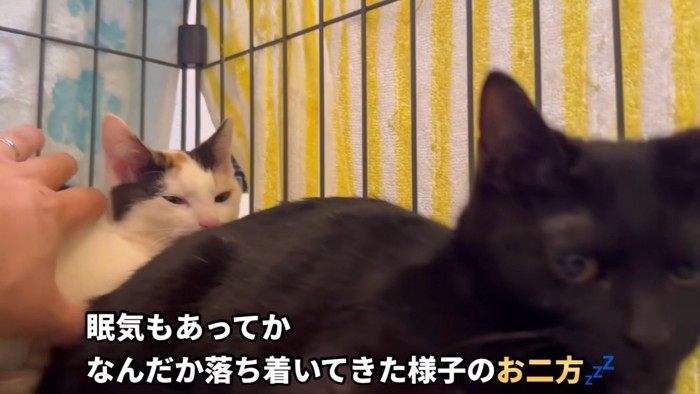 テロップ「眠気もあってか～」