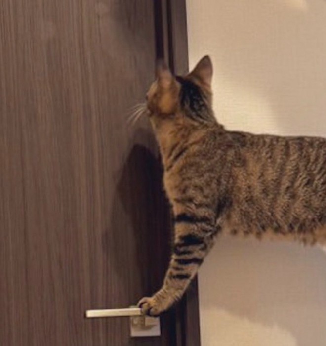 ドアノブに前足を乗せて、天井を見つめる猫