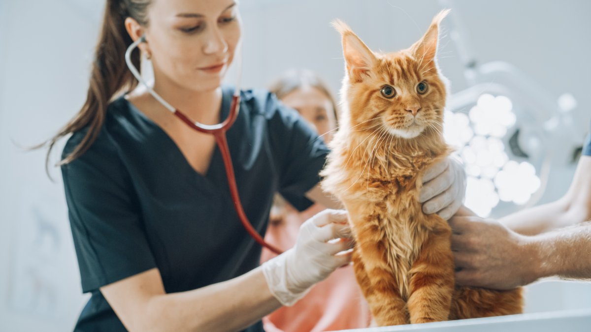 女性獣医師に診察される猫