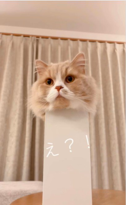 ファイルボックスに入っている猫