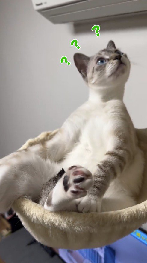 天井を見つめる猫