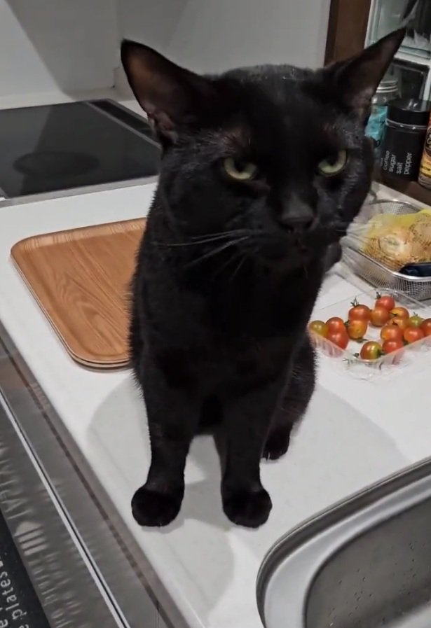台所に座る猫