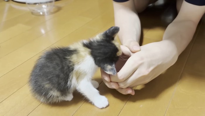 手を舐める三毛ちゃん