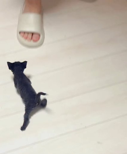 室内にいるデボンレックスの赤ちゃん猫たち