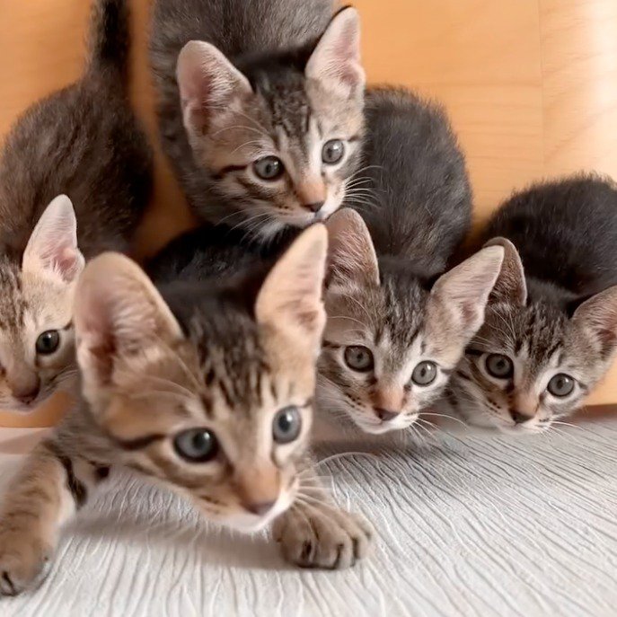 前に出る左から2番目の子猫