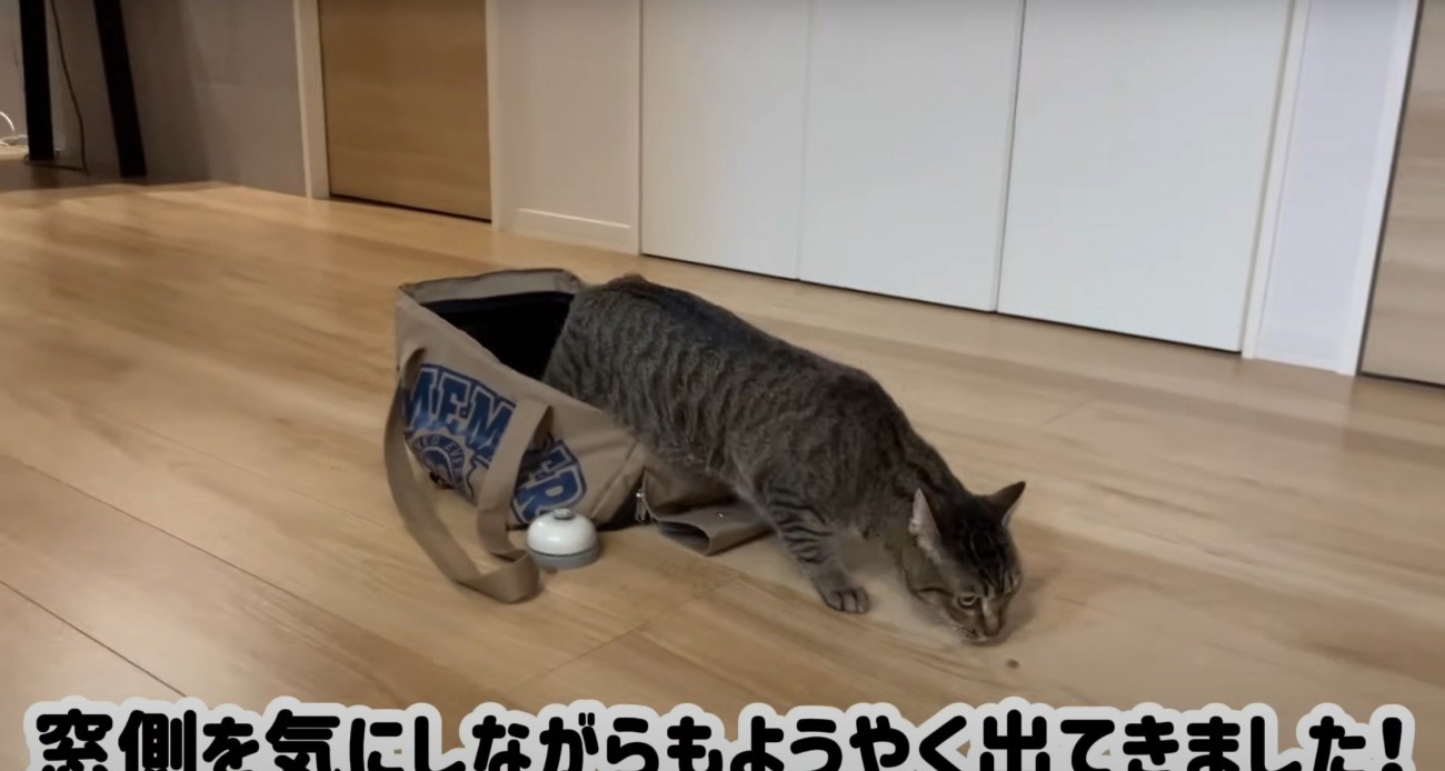 餌を食べる猫