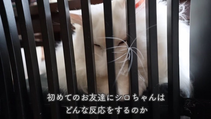 テロップ「初めてのお友達に~」