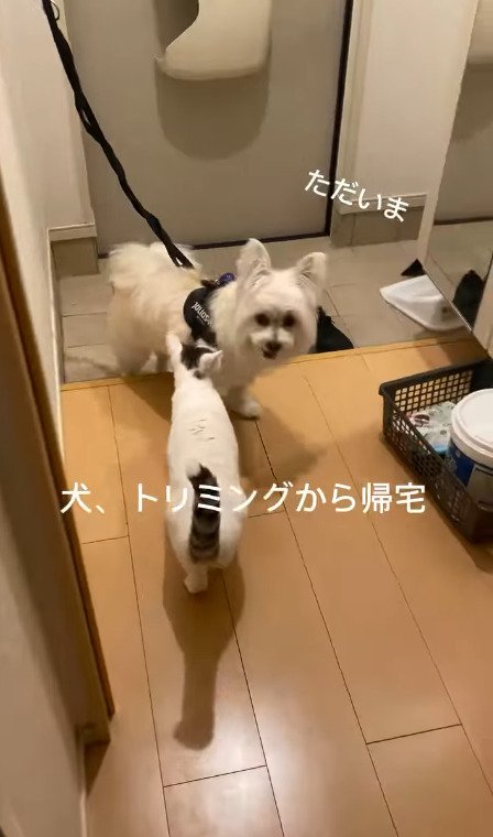 犬に近づく猫