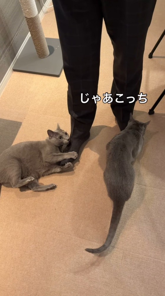 男性の左足の下に戻って来た猫