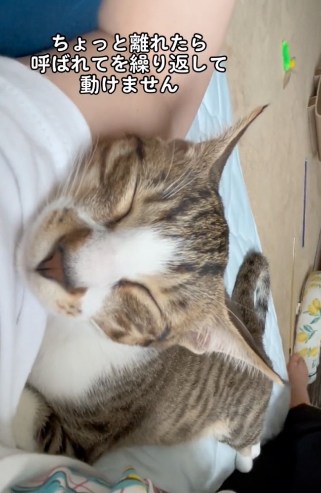 腕枕してもらう猫