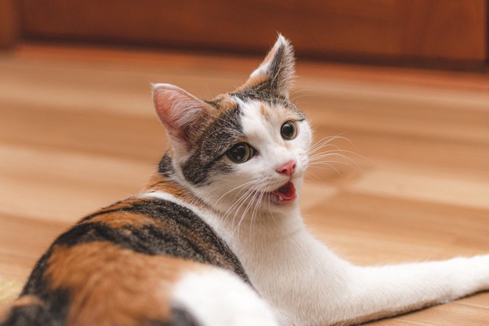 口を開けて呼吸する猫