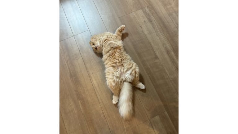 室内にいる猫
