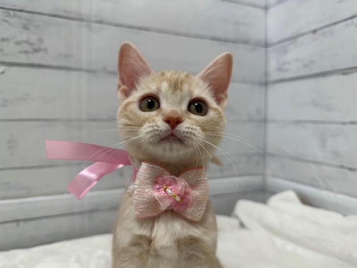 ピンク色のリボンをつけた猫