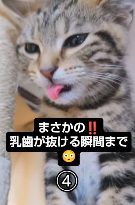 舌先を出す猫