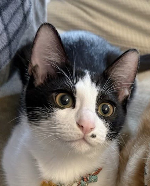 洗濯物を干す飼い主を見守るハチワレ猫