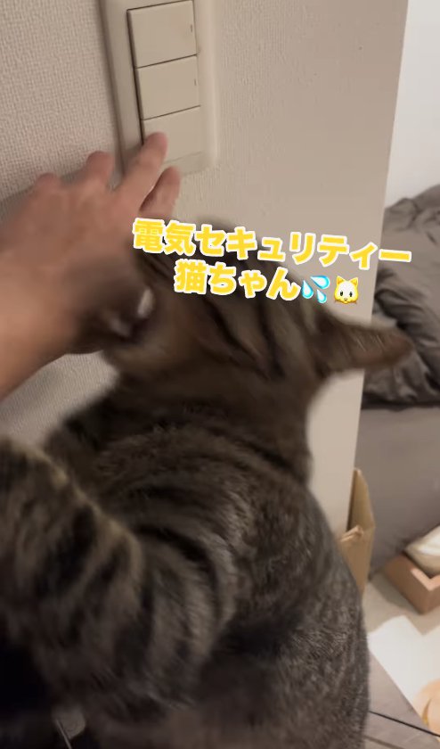 飼い主の手に噛みついている猫